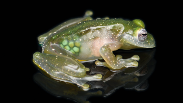 grenouille de verre