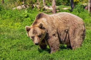Il filme un ours de très près dans les Pyrénées, les images sont incroyables