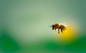 L’abeille cyborg : quand la science contrôle les insectes