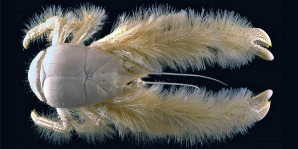 crabe Yéti