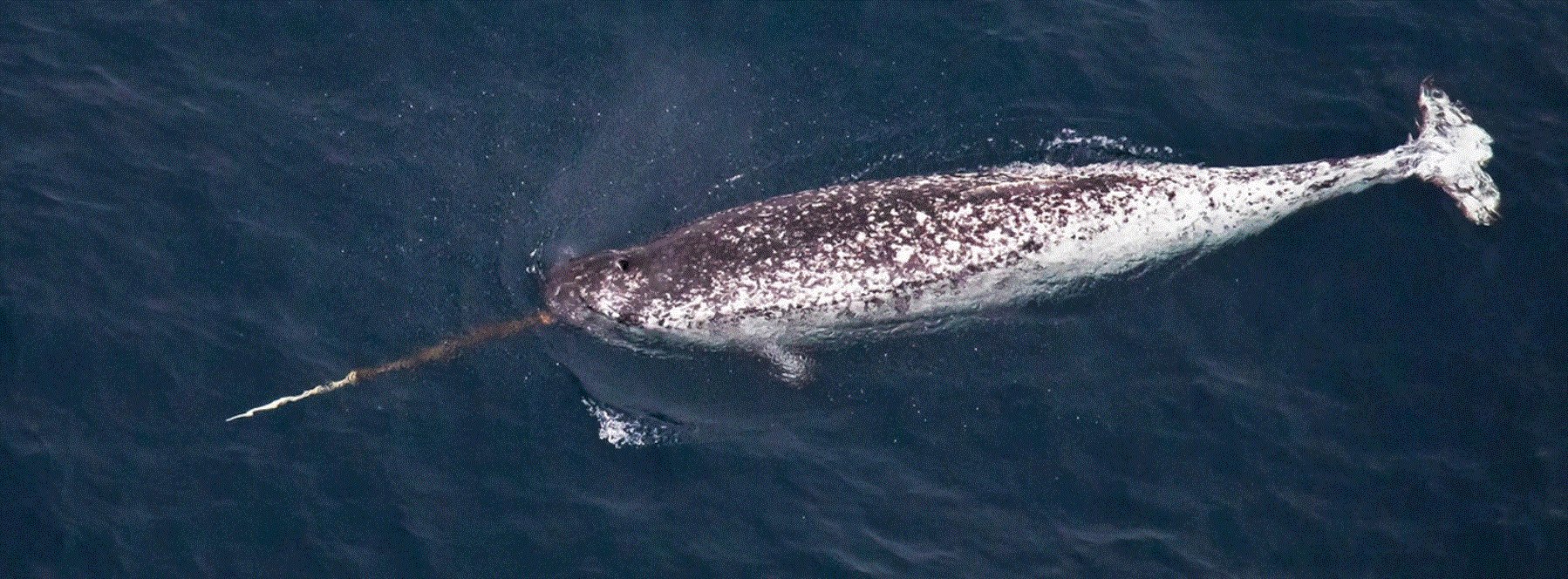narval, la licorne des mers