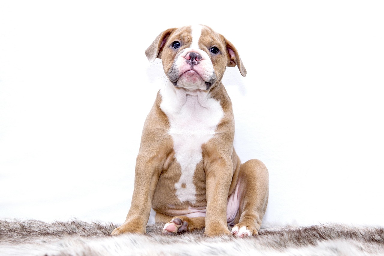 bouledogue français