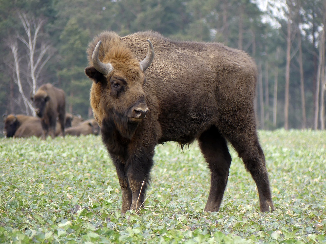 Un bison