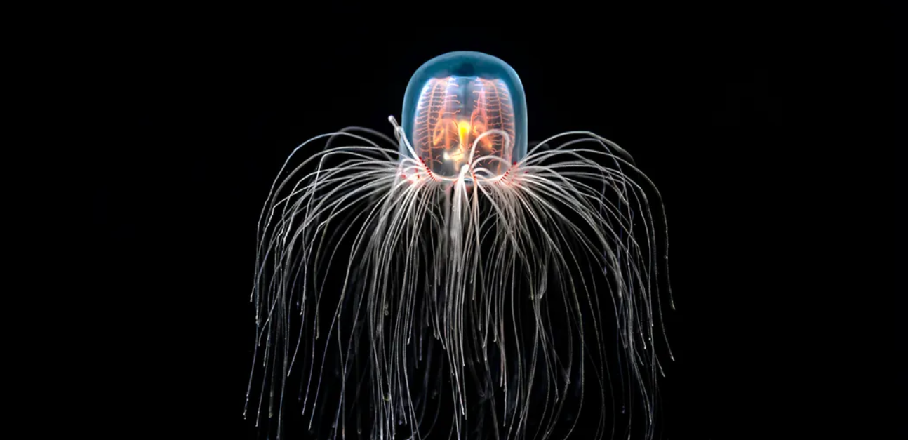 Turritopsis dohrnii