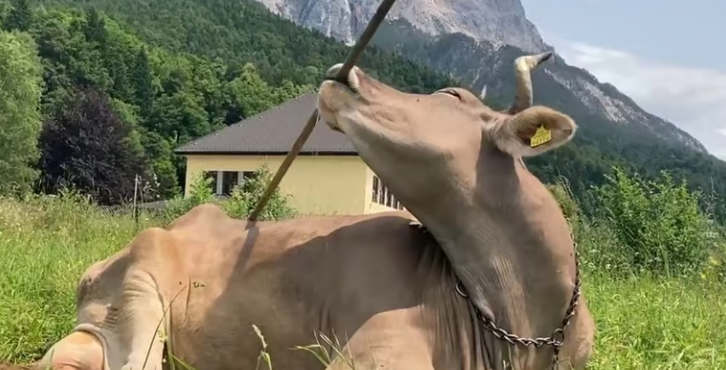 vache-insolite